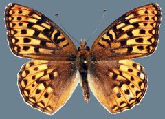 Speyeria egleis utahensis