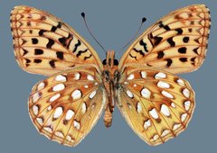 Speyeria egleis utahensis