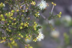 Melaleuca pauperiflora pauperiflora