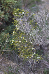 Melaleuca pauperiflora pauperiflora