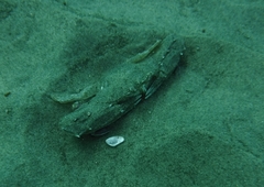 Achelous xantusii