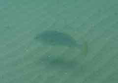 Umbrina roncador