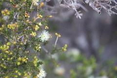 Melaleuca pauperiflora pauperiflora