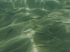 Umbrina roncador