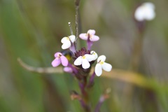 Triphysaria versicolor