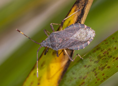 Gelonus tasmanicus
