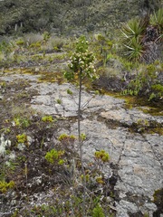 Baccharis tricuneata