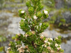 Baccharis tricuneata