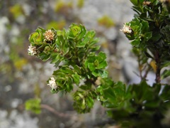 Baccharis tricuneata