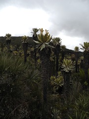 Espeletia frontinoensis