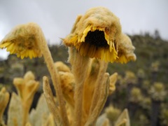 Espeletia frontinoensis