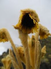 Espeletia frontinoensis