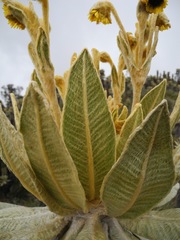 Espeletia frontinoensis
