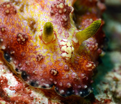 Phyllidiopsis cardinalis