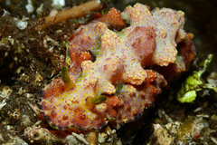 Phyllidiopsis cardinalis