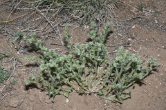 Cryptantha crassisepala elachantha
