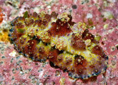 Phyllidiopsis cardinalis