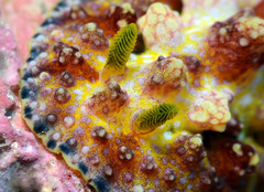 Phyllidiopsis cardinalis