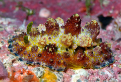 Phyllidiopsis cardinalis