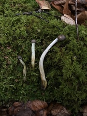 Tolypocladium rouxii