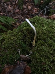 Tolypocladium rouxii