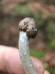Tolypocladium rouxii
