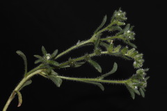 Cryptantha crassisepala elachantha