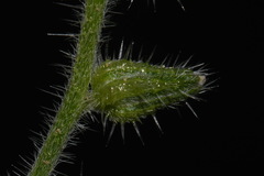 Cryptantha crassisepala elachantha