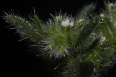 Cryptantha crassisepala elachantha
