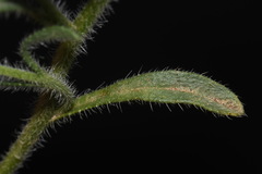 Cryptantha crassisepala elachantha