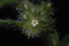 Cryptantha crassisepala elachantha