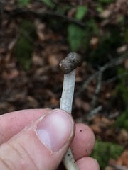 Tolypocladium rouxii