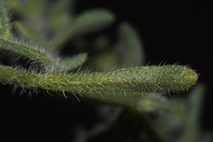 Cryptantha crassisepala elachantha