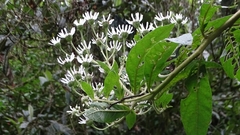 Pavetta hongkongensis