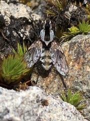 Proscissio milleri