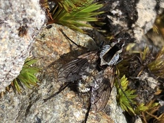 Proscissio milleri