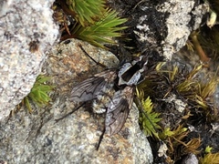 Proscissio milleri