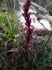 Pedicularis incurva
