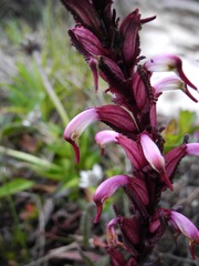 Pedicularis incurva