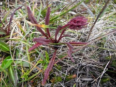Pedicularis incurva