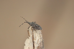 Alcaeus varicornis