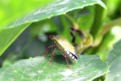 Chinavia erythrocnemis