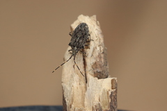 Alcaeus varicornis