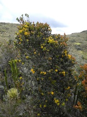 Gaiadendron
