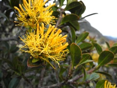 Gaiadendron
