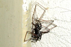 Kukulcania hibernalis