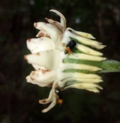 Eupomatia laurina