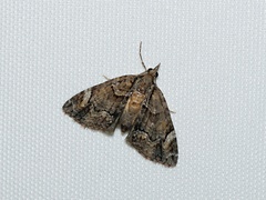 Microdes diplodonta