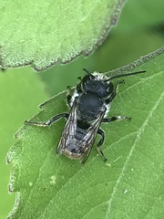 Osmia azteca