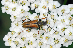 Lepturobosca